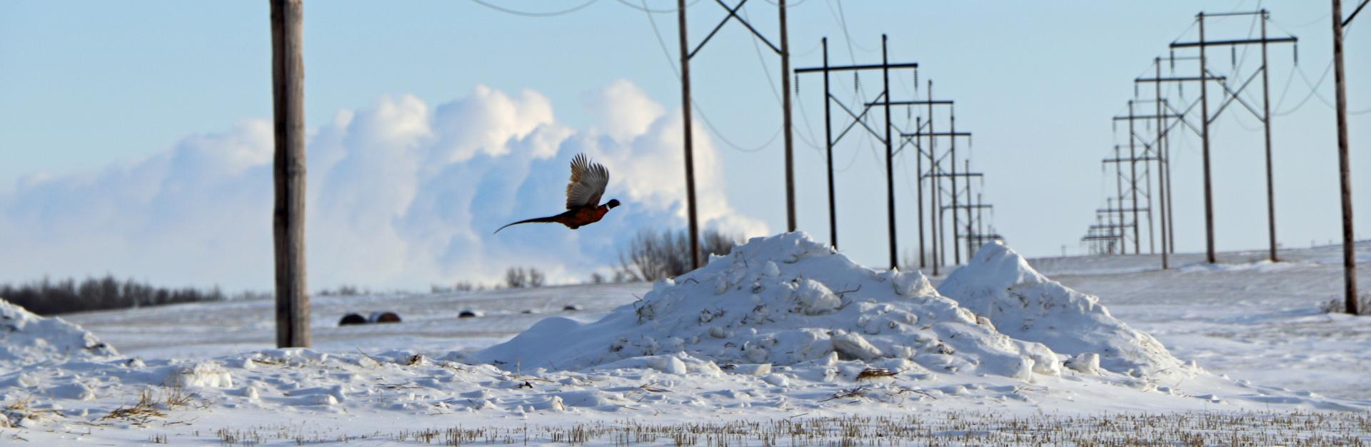 Pheasant